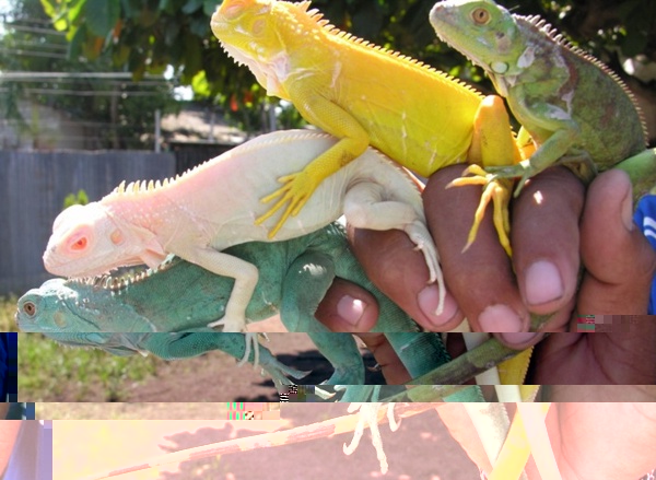 albino4.jpg