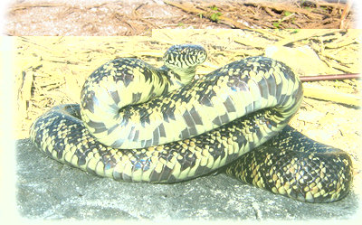 florida-kingsnake.jpg