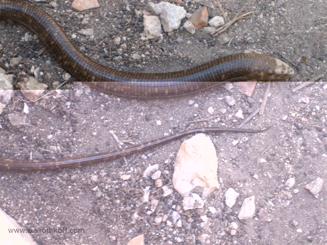 ADULAM 27.4.08 059.jpg