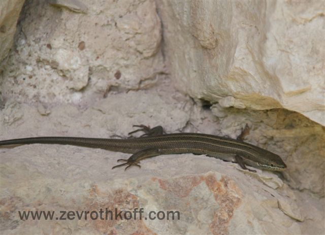 MIGDAL ZEDEK KOLA 18.3.11 052.jpg