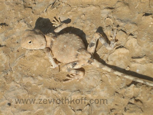 SHIVTA 8.10.09 184.jpg
