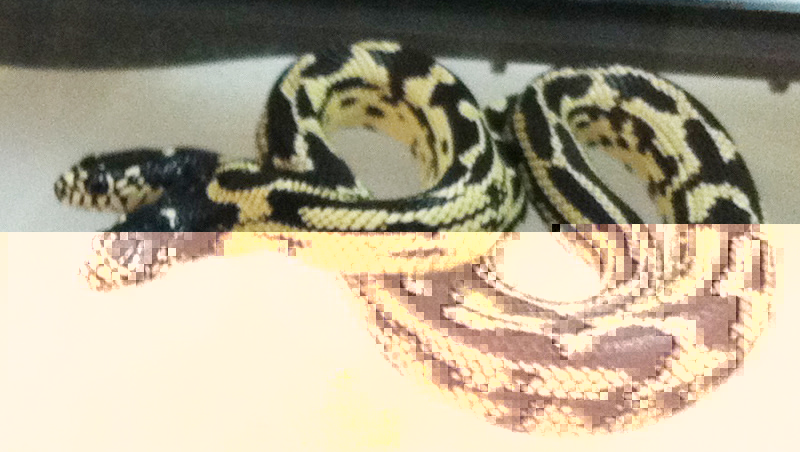 2headedsnake.jpg