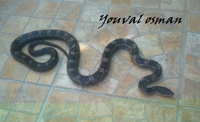 טקסס.jpg