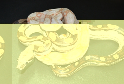 motley het albino and albino.JPG