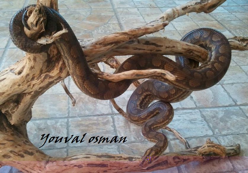 גיאנה.jpg