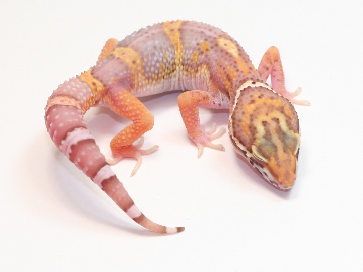 Lavender_Bell_Albino_Leopard_Gecko.JPG