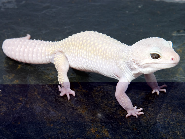 patternless mack snow.jpg