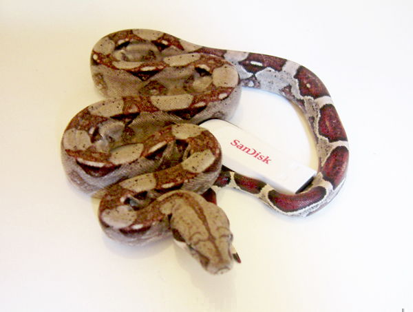 sandisk1.jpg