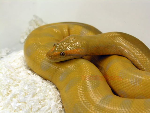 T+-Albino-Anaconda-640x480.jpg