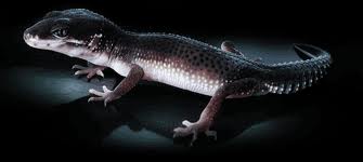 Leopard_gecko_black_pearl.jpg