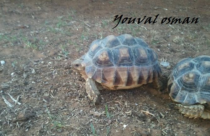 סודנים.jpg