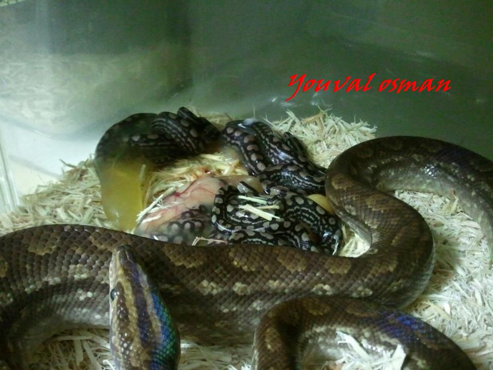 GRB5.jpg