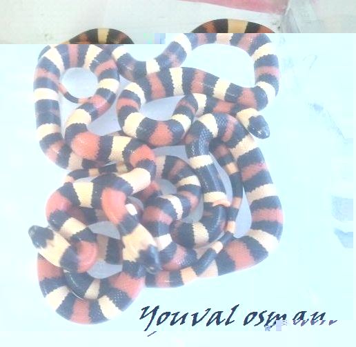 פואבלן.jpg