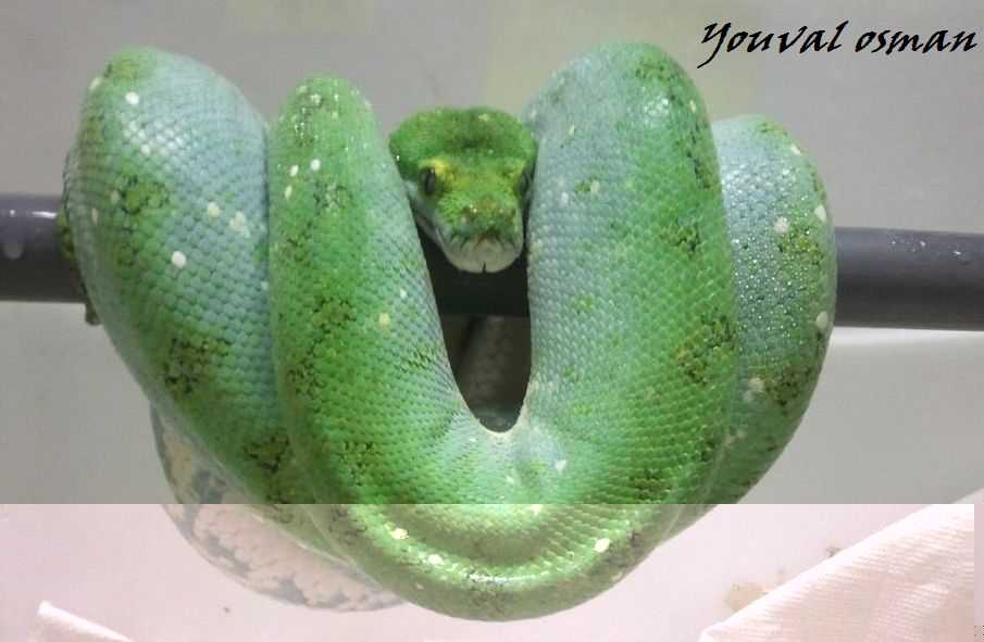 gtp.jpg