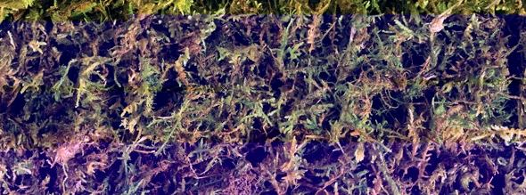 forest_moss.jpg