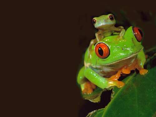 frog_1.jpg