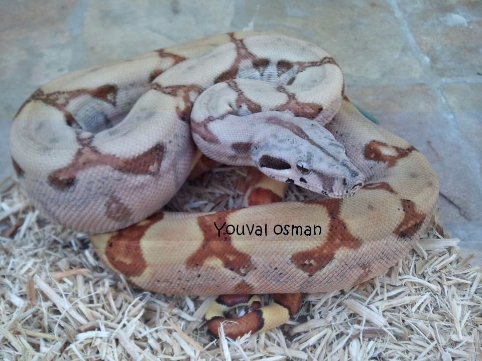 סלמון נקבה חנוכה.jpg