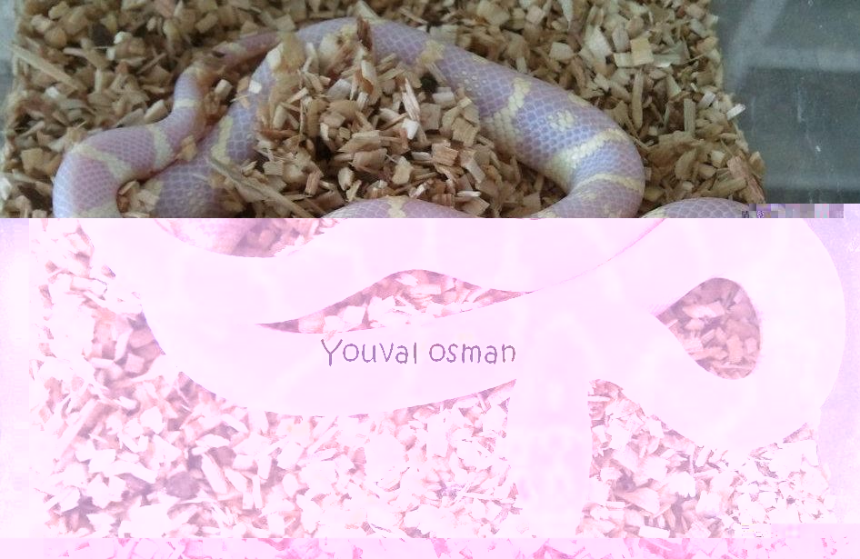 2011 זכר.jpg