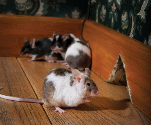 19-beer-mouse-hole.jpg