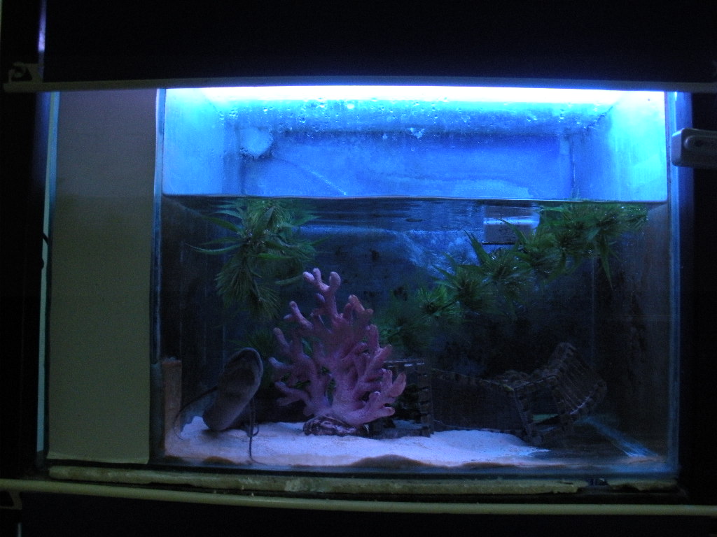 aquaterrariums 005.jpg