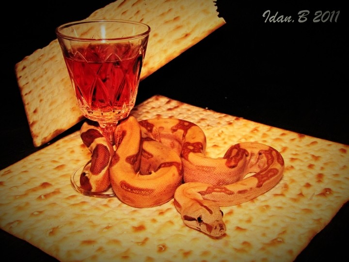ואסה פסח.JPG