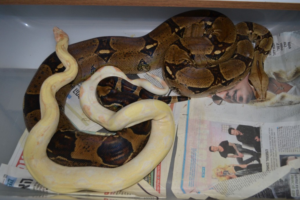 het albino1.jpg