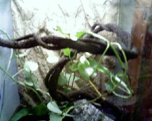 vines exoterra (2).jpg