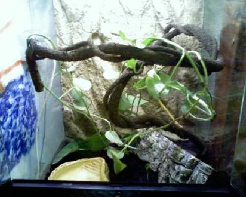 vines exoterra (1).jpg