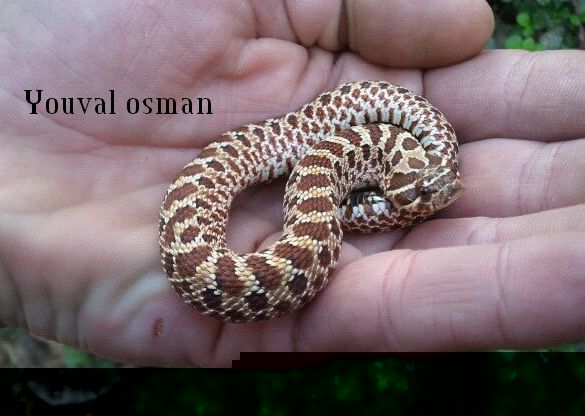 Hognose 1.jpg