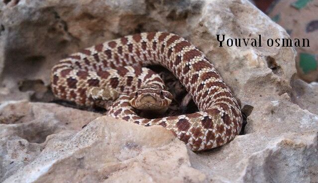 Hognose.jpg