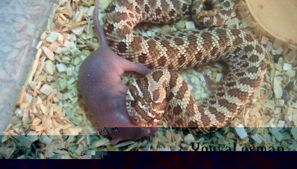 Hognose 2.jpg