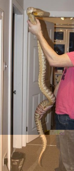 WOMA.jpg