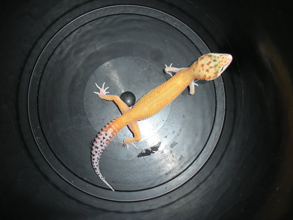 מנומרות eclipse ph tremper2.jpg
