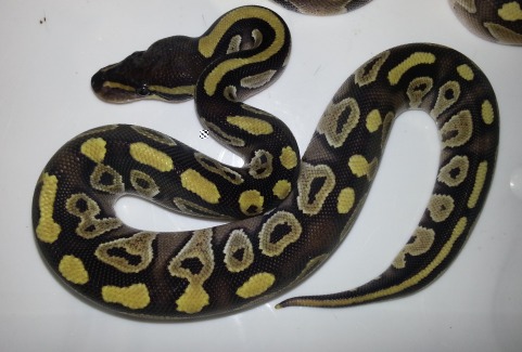 mojava ball.jpg