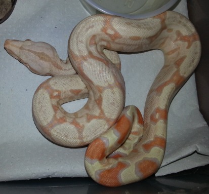 albino boa 2012.jpg