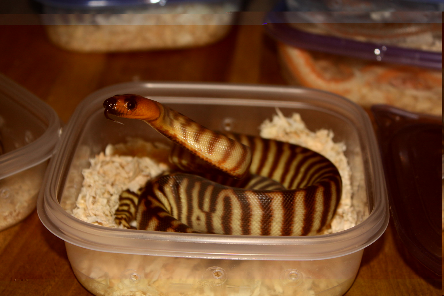 woma-1.jpg