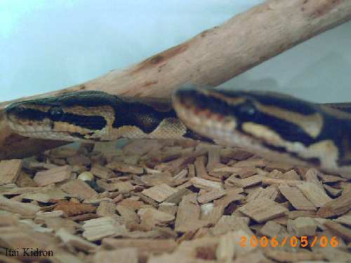 PICT0002.jpg