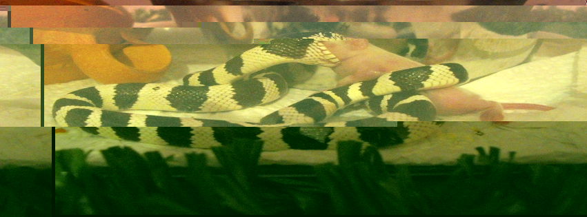 pizap.com13521797978592.jpg