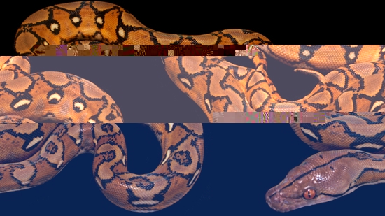 חידה 4.jpeg