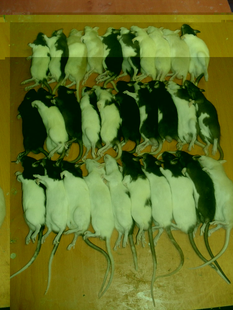 rats.jpg