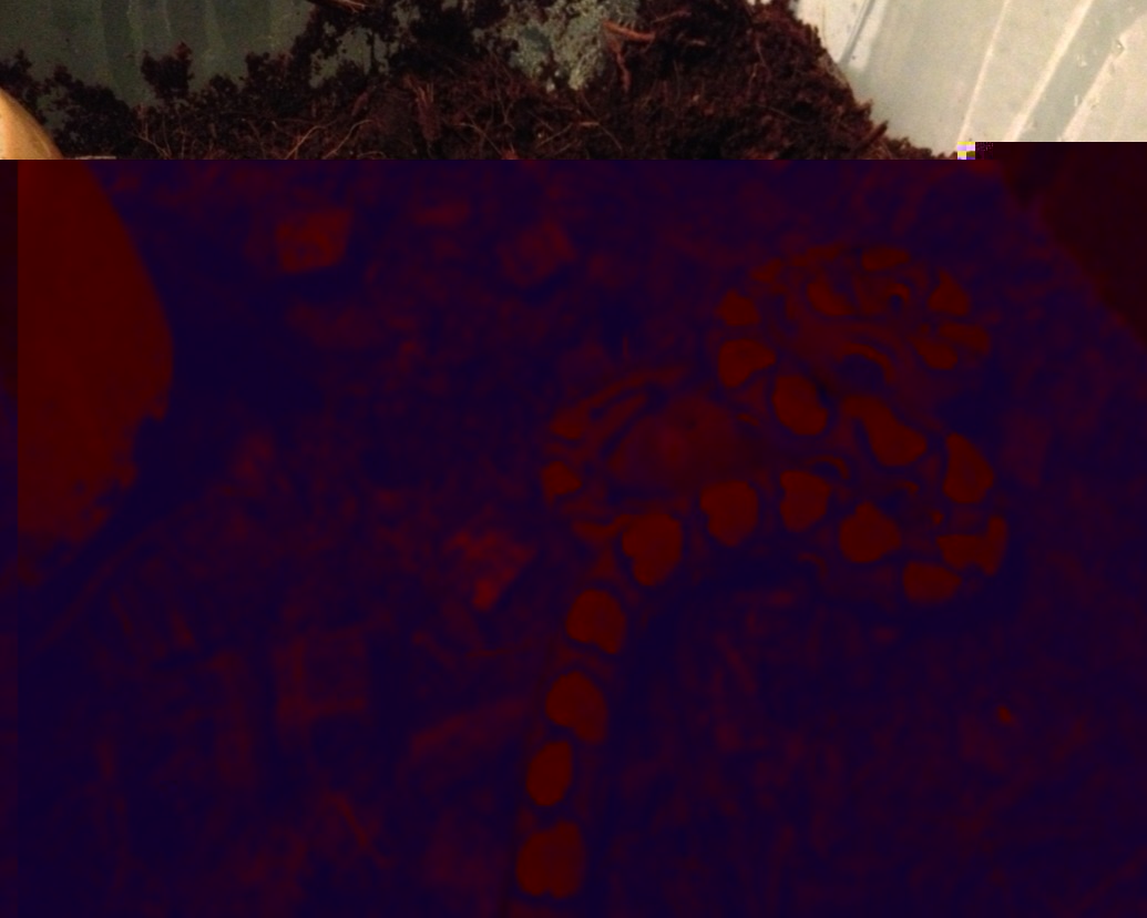 image.jpg