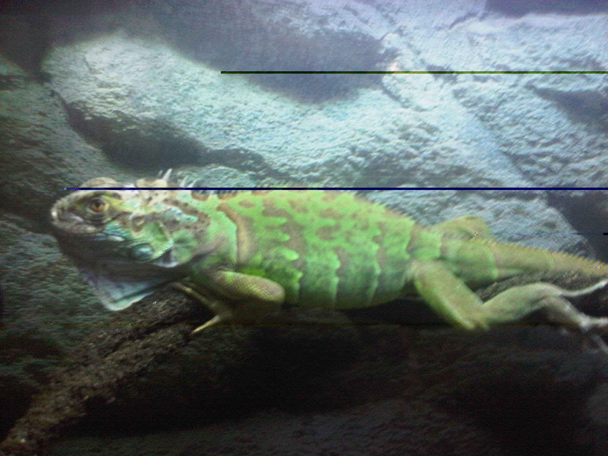 IMG-20121205-00628.jpg