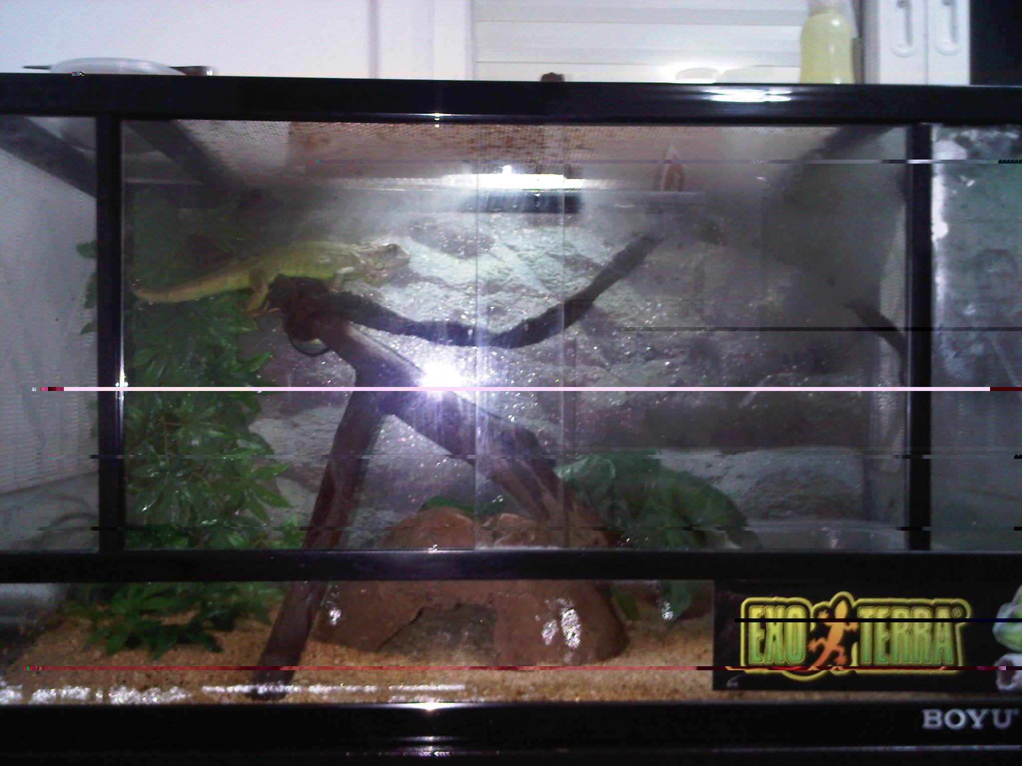 IMG00523-20121228-2135.jpg