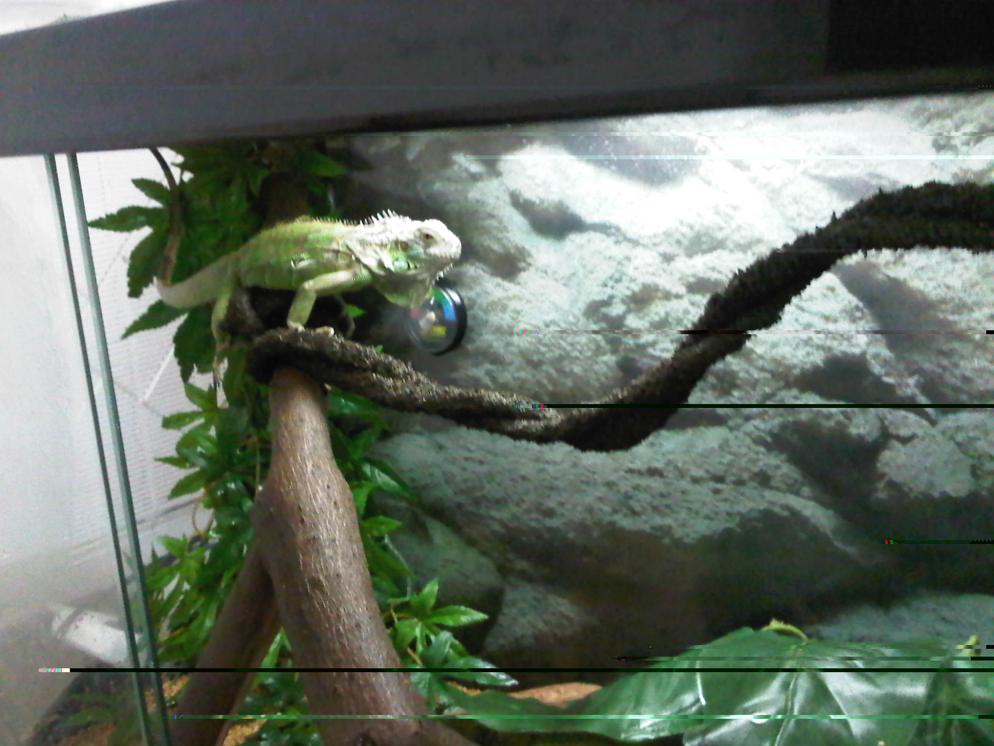 IMG00528-20121228-2138.jpg