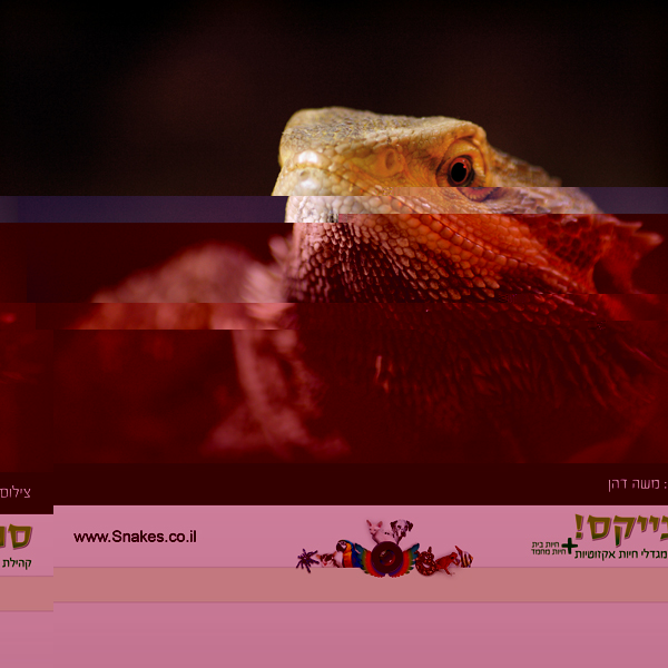 דוגמה-לדף-חודש.jpg