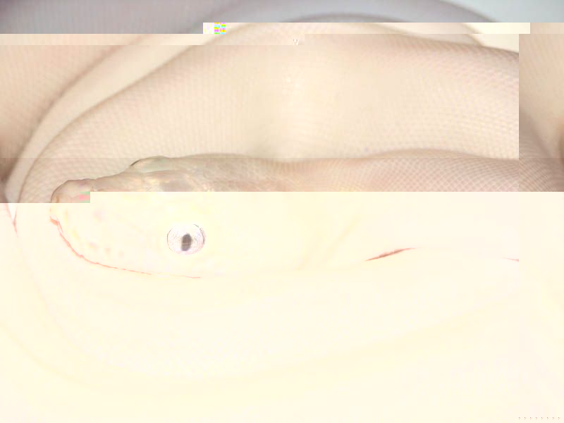 Leucistic_Blue_Eyed_Reticulated_Python.jpg