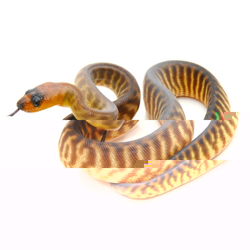 Woma-Python-2[1].jpg
