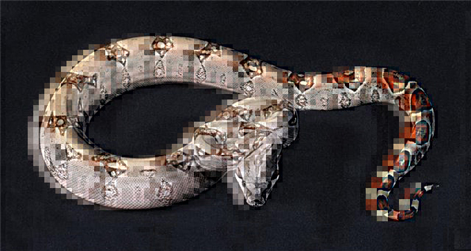 Boa constrictor.jpg