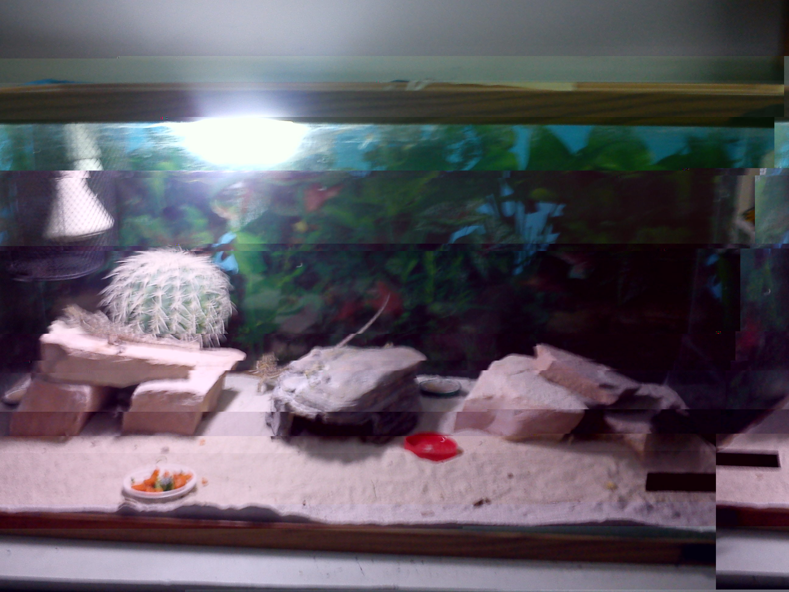 IMG_20130130_081703.jpg
