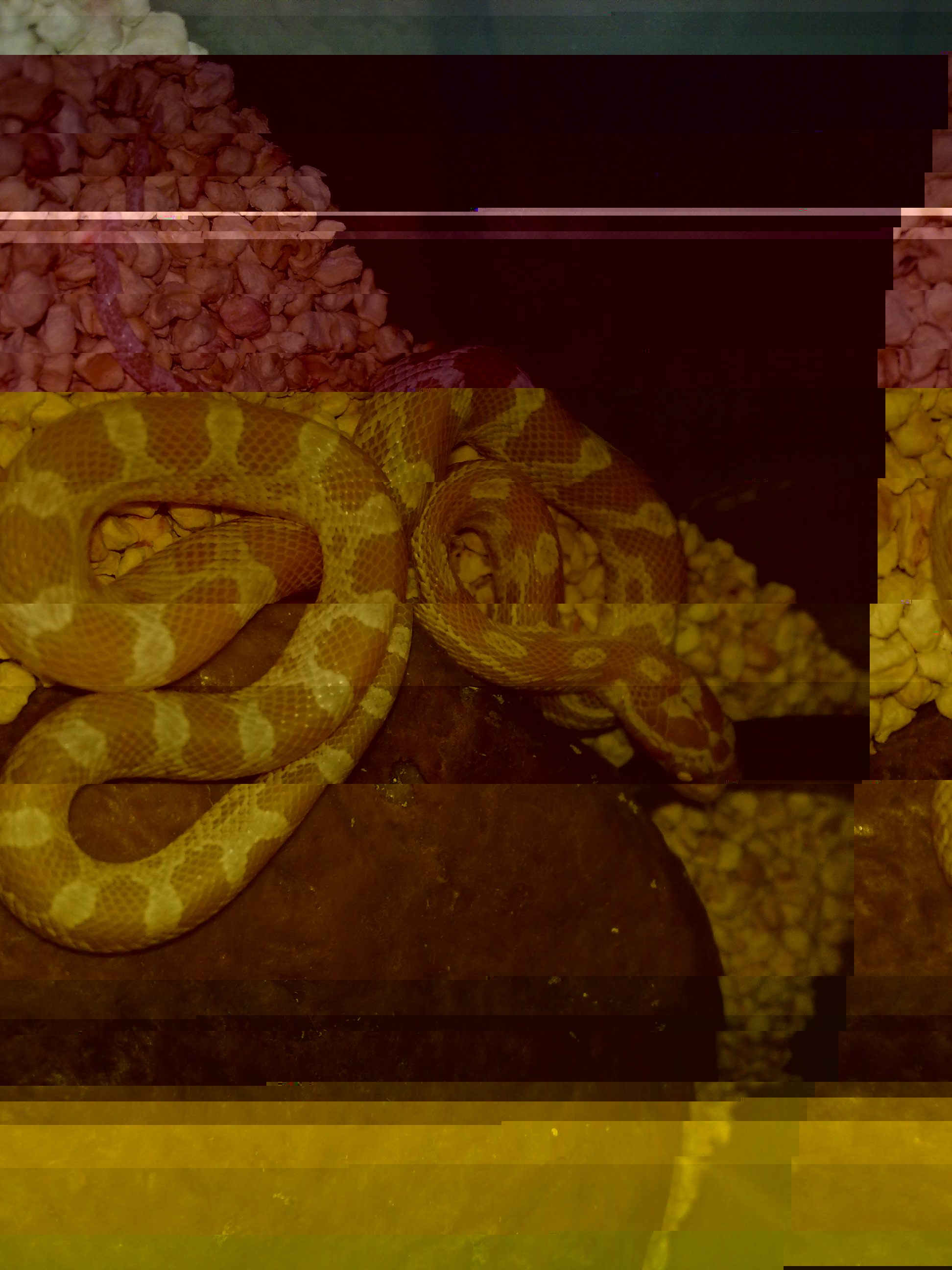 נחש לסנייקס.jpg